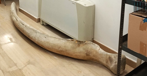 Bari, nella biblioteca nicolaiana giace un'antica costola di balena: la storia del particolare "dono"